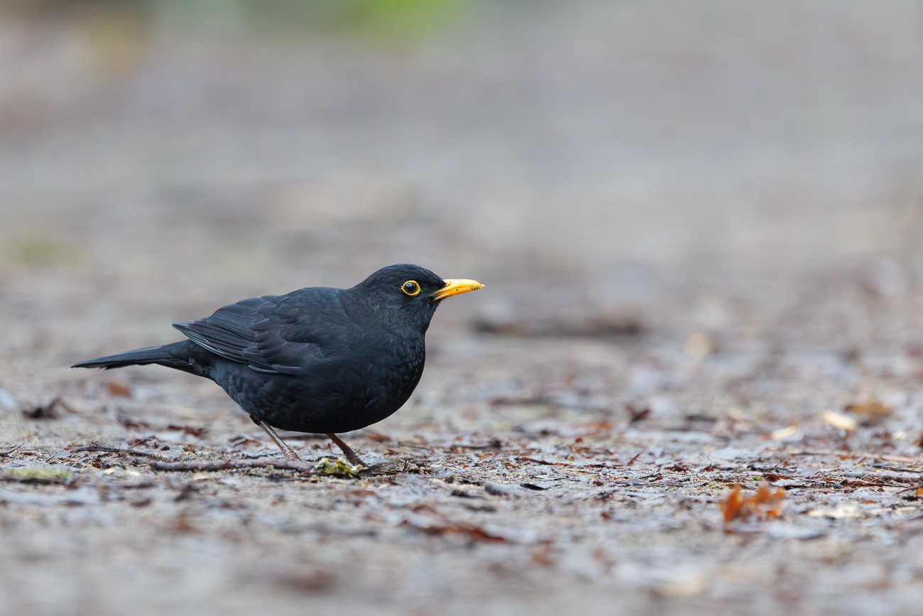 Amsel [Turdus merula]