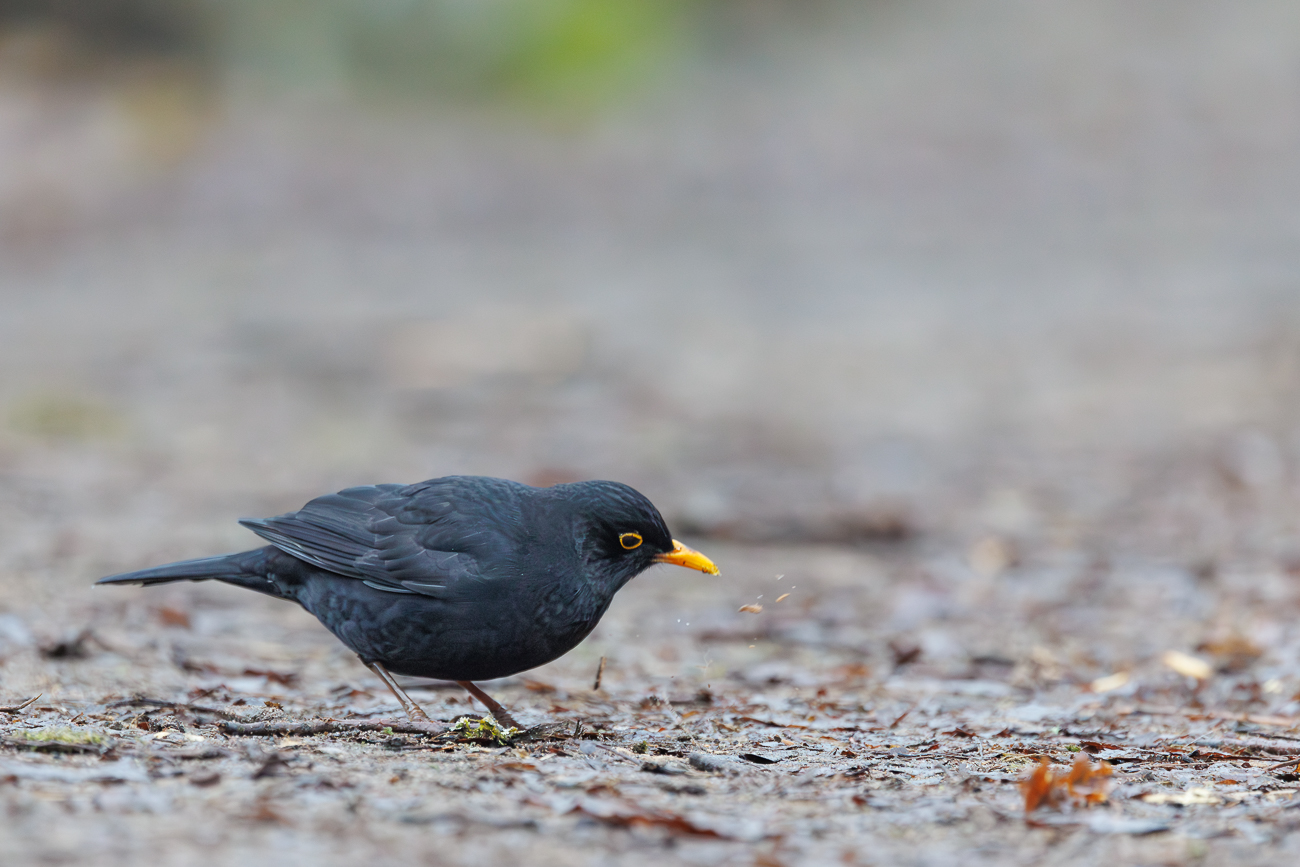Amsel [Turdus merula]