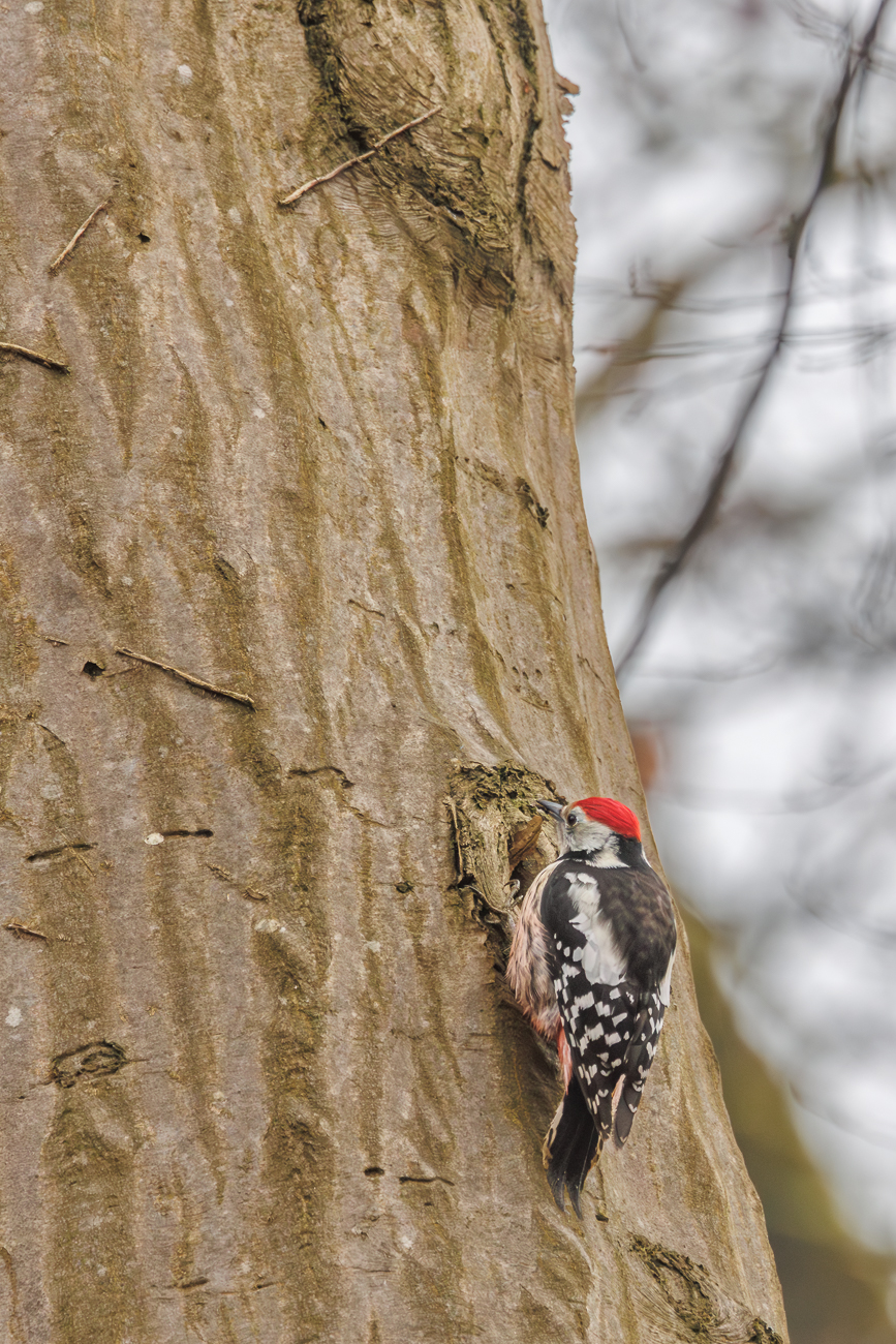Mittelspecht (Leiopicus medius)