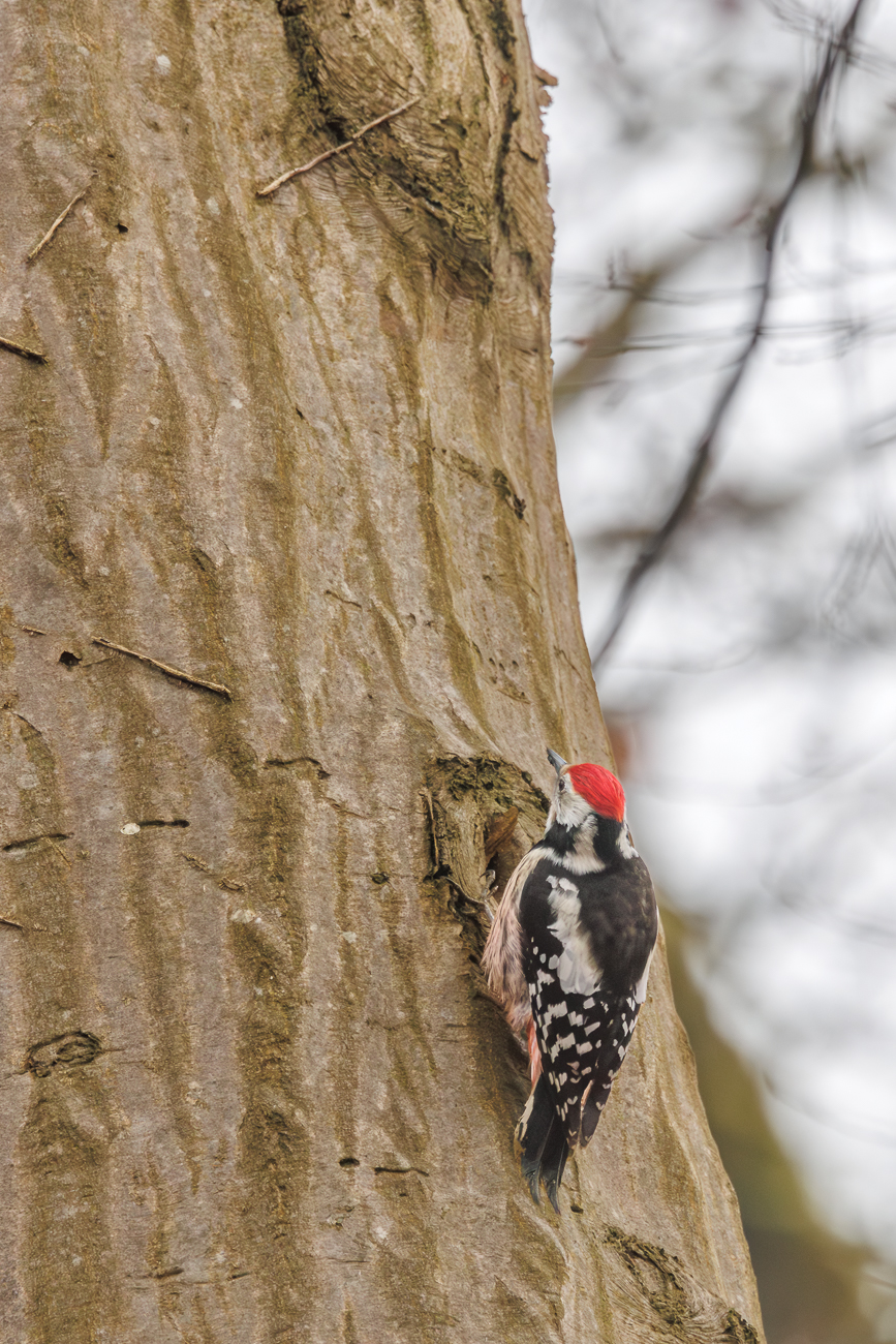 Mittelspecht (Leiopicus medius)