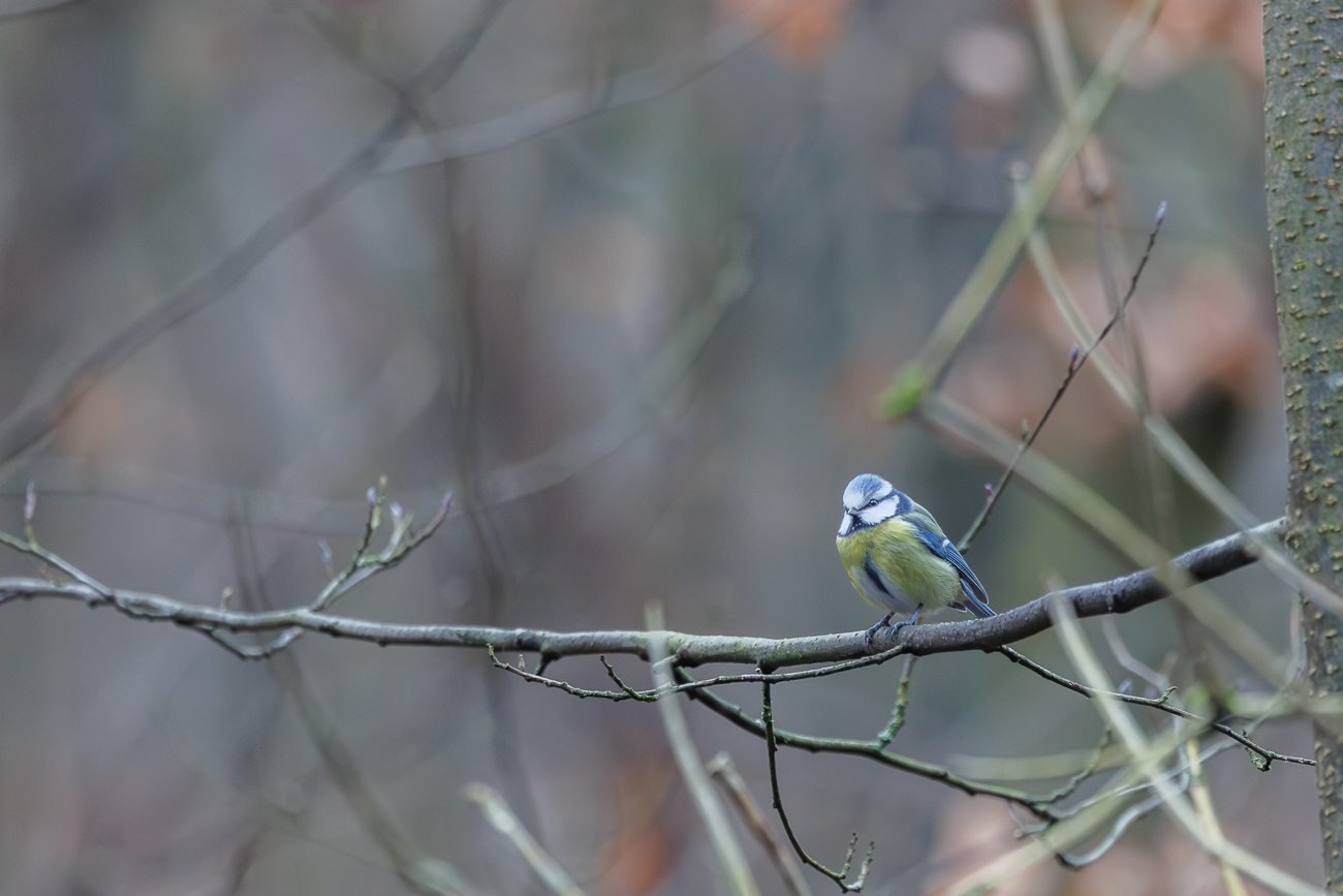 Blaumeise (Cyanistes caeruleus)