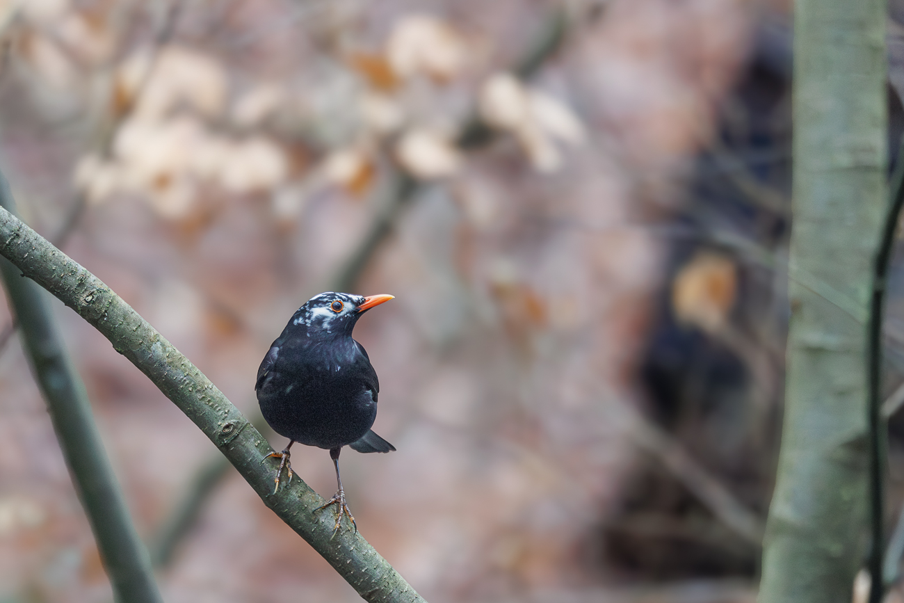 Amsel [Turdus merula]