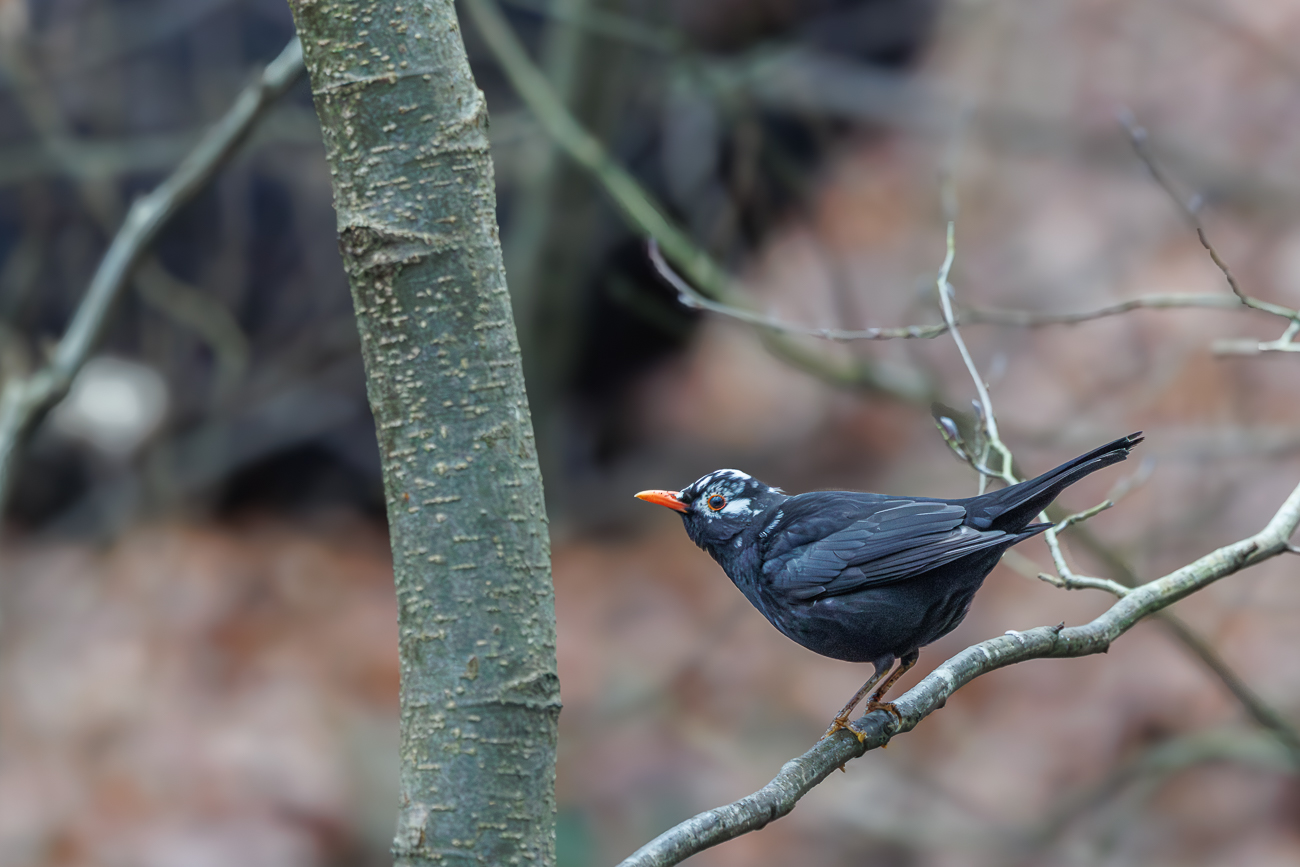 Amsel [Turdus merula]