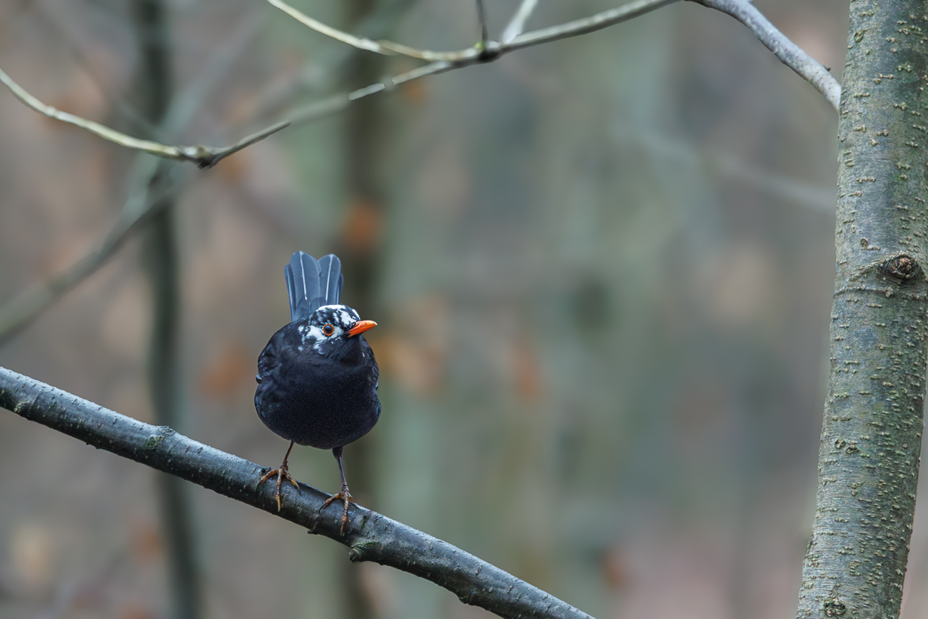 Amsel [Turdus merula]