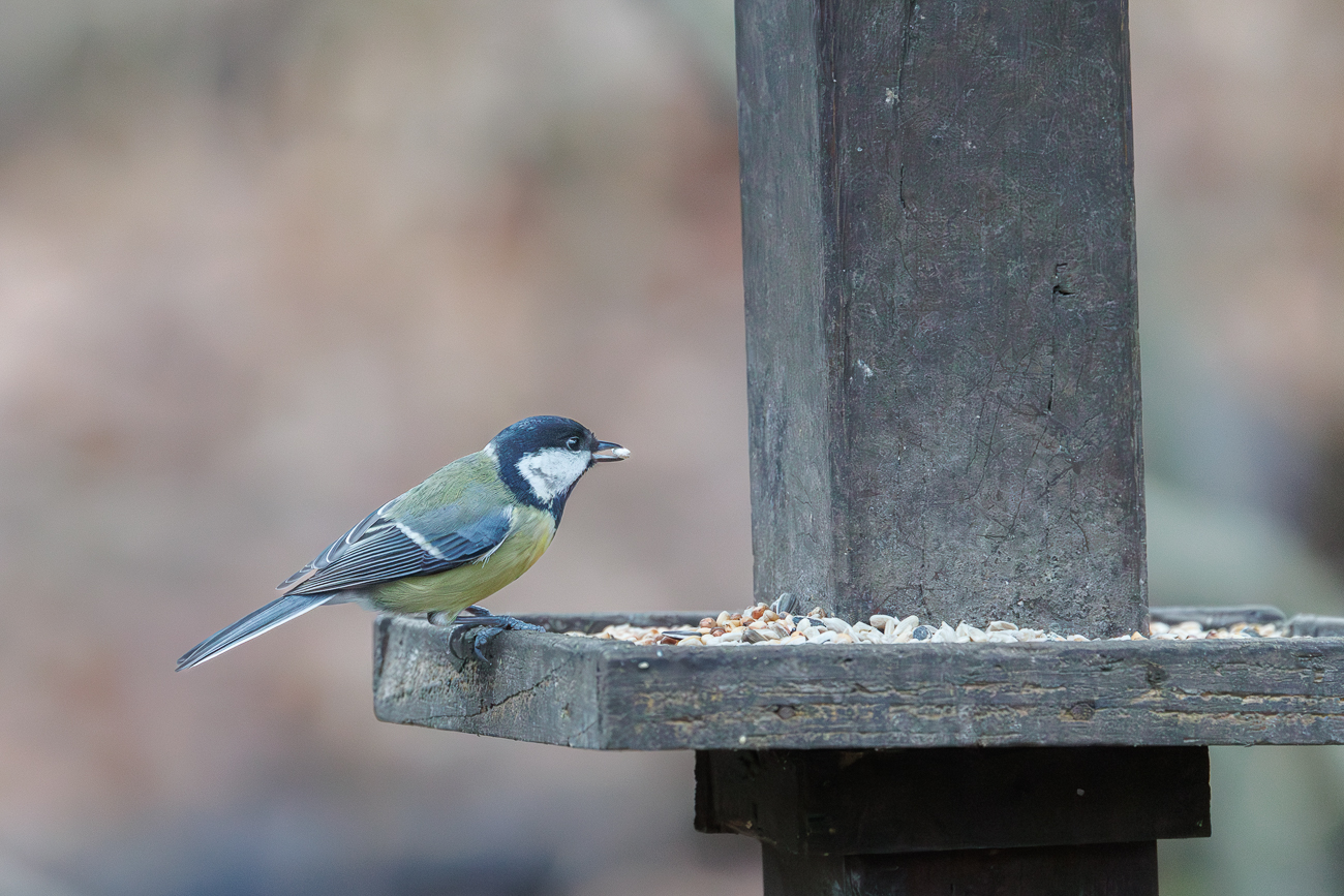 Kohlmeise [Parus major]