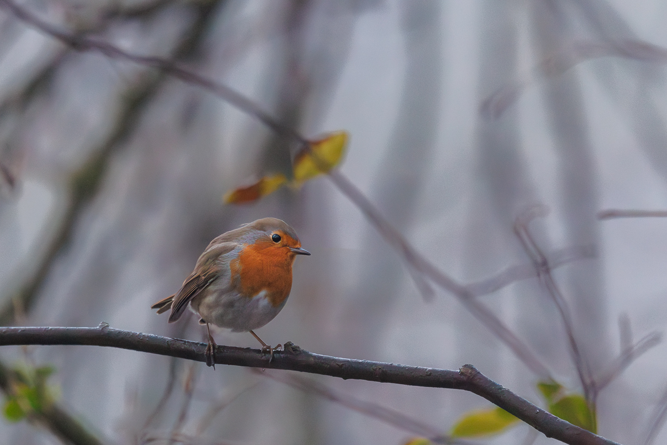 Rotkelchen [Erithacus rubecula]