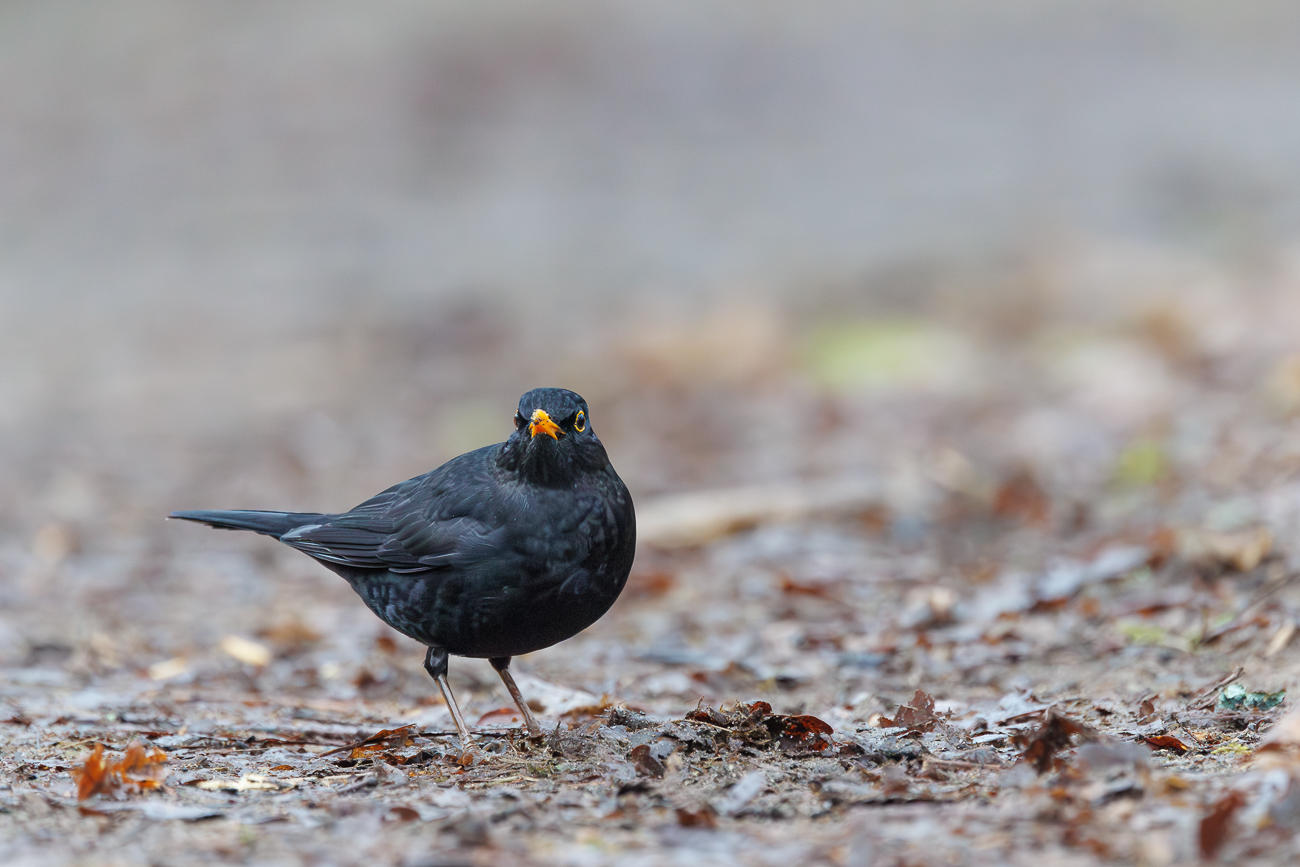 Amsel [Turdus merula]