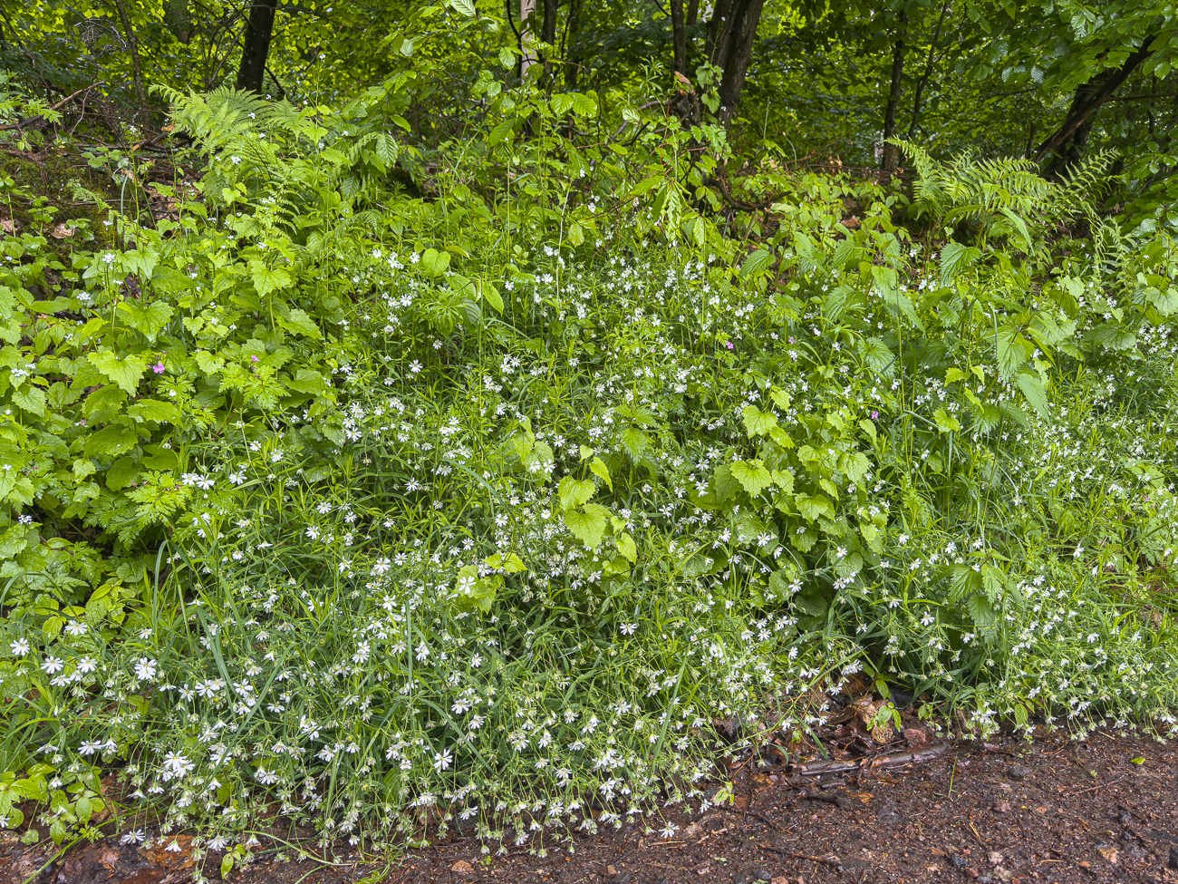 Gro&szlig;e Sternmiere [Rabelera holostera]