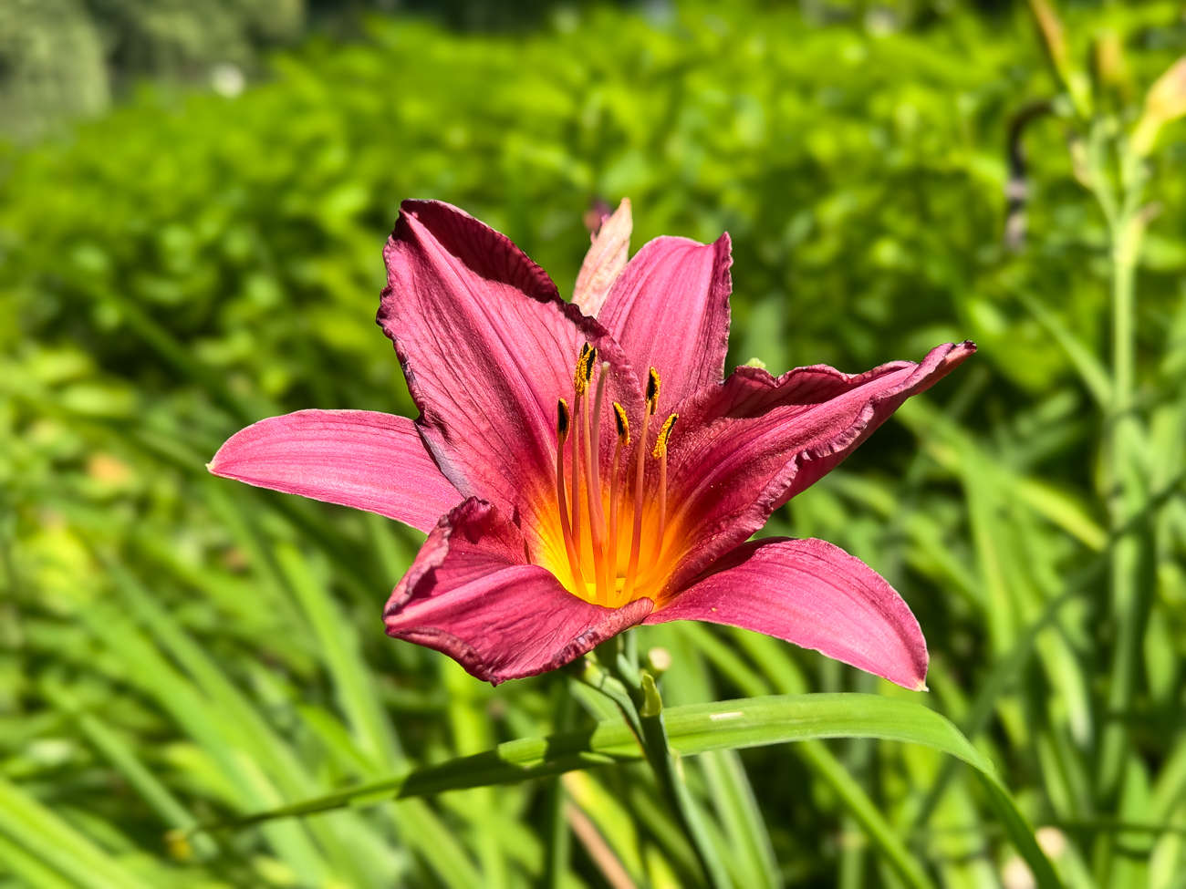 Gelbrote Taglilie [Hemerocallis fulva]