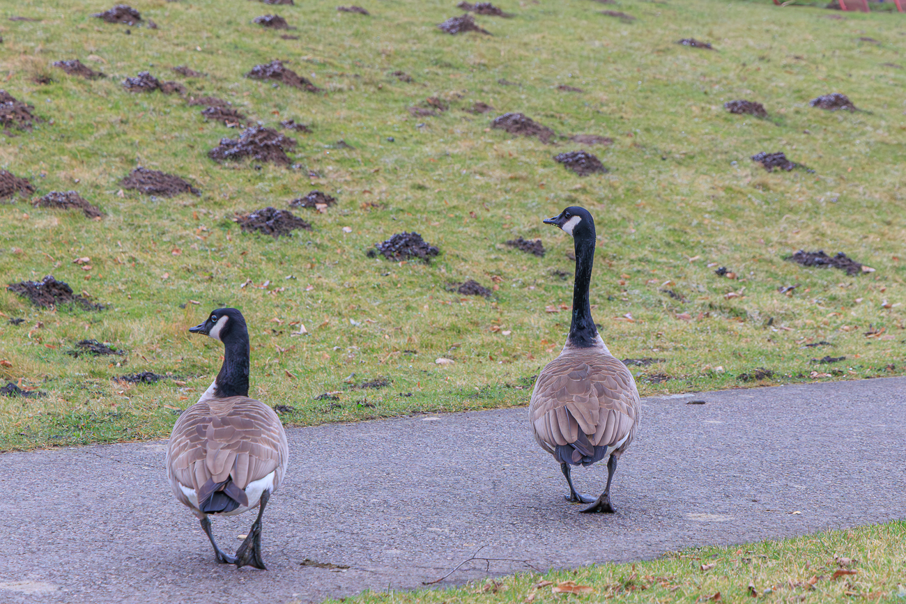 Kanadag&auml;nse [Branta canadensis]