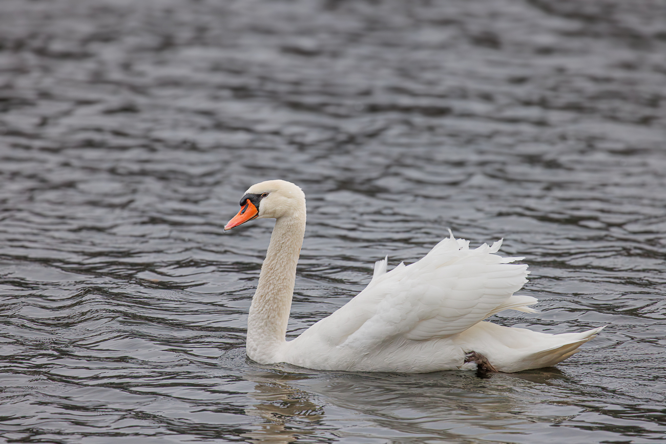 H&ouml;ckerschwan [Cygnus olor]