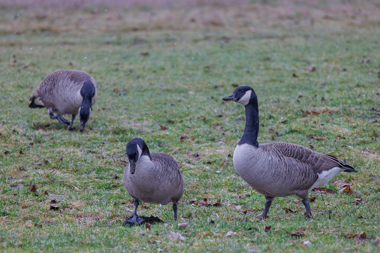 Kanadag&auml;nse [Branta canadensis]