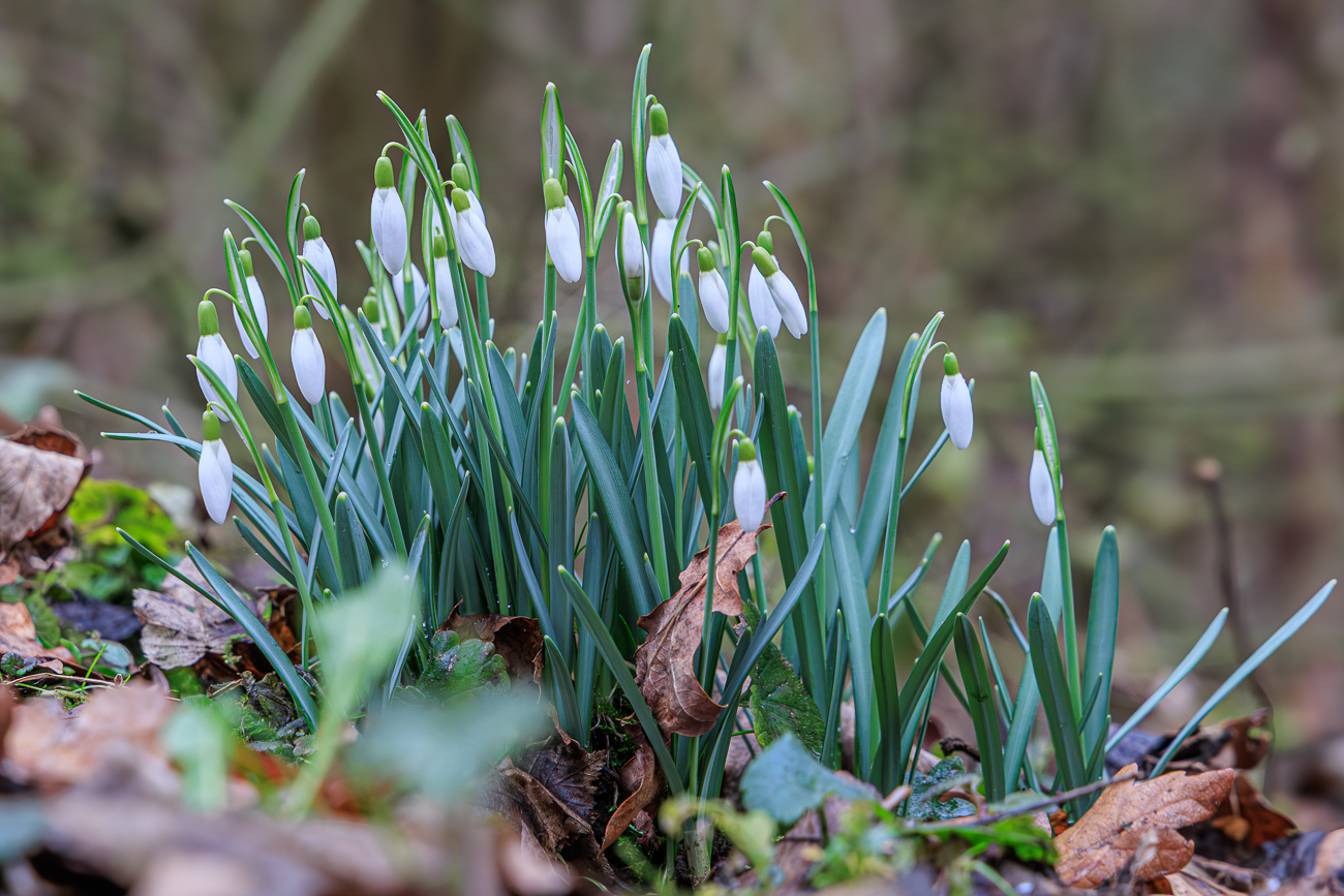 Schneegl&ouml;ckchen [Galanthus]
