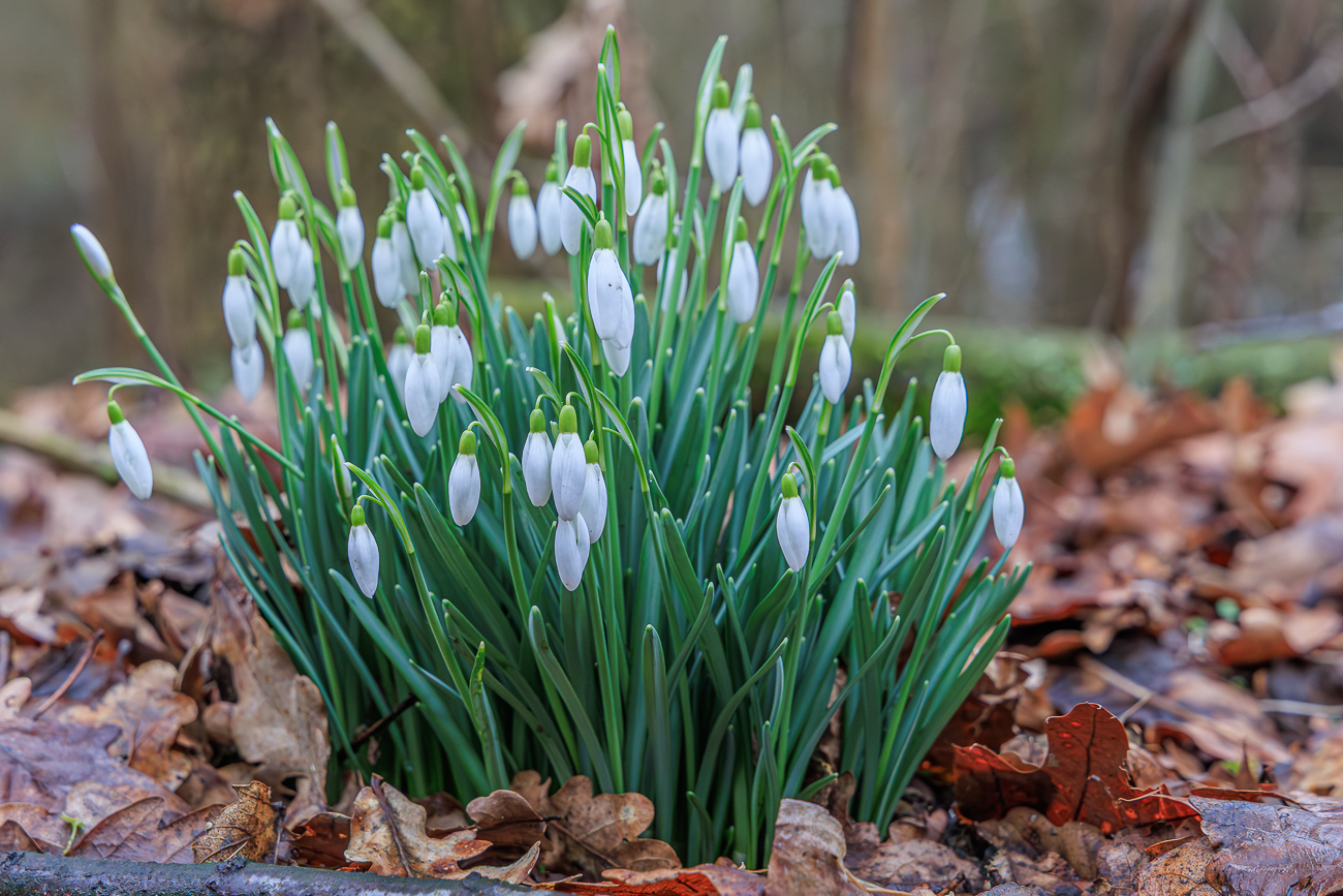 Schneegl&ouml;ckchen [Galanthus]
