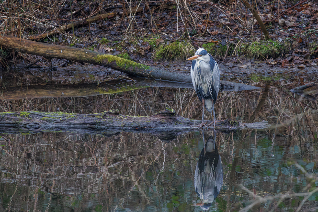 Graureiher [Ardea cinerea]