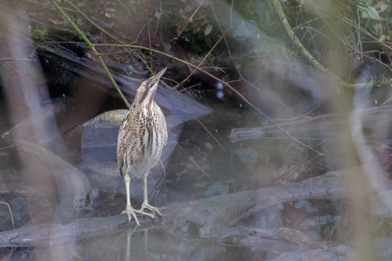 Rohrdommel [Botaurus stellaris] in Pfahlstellung