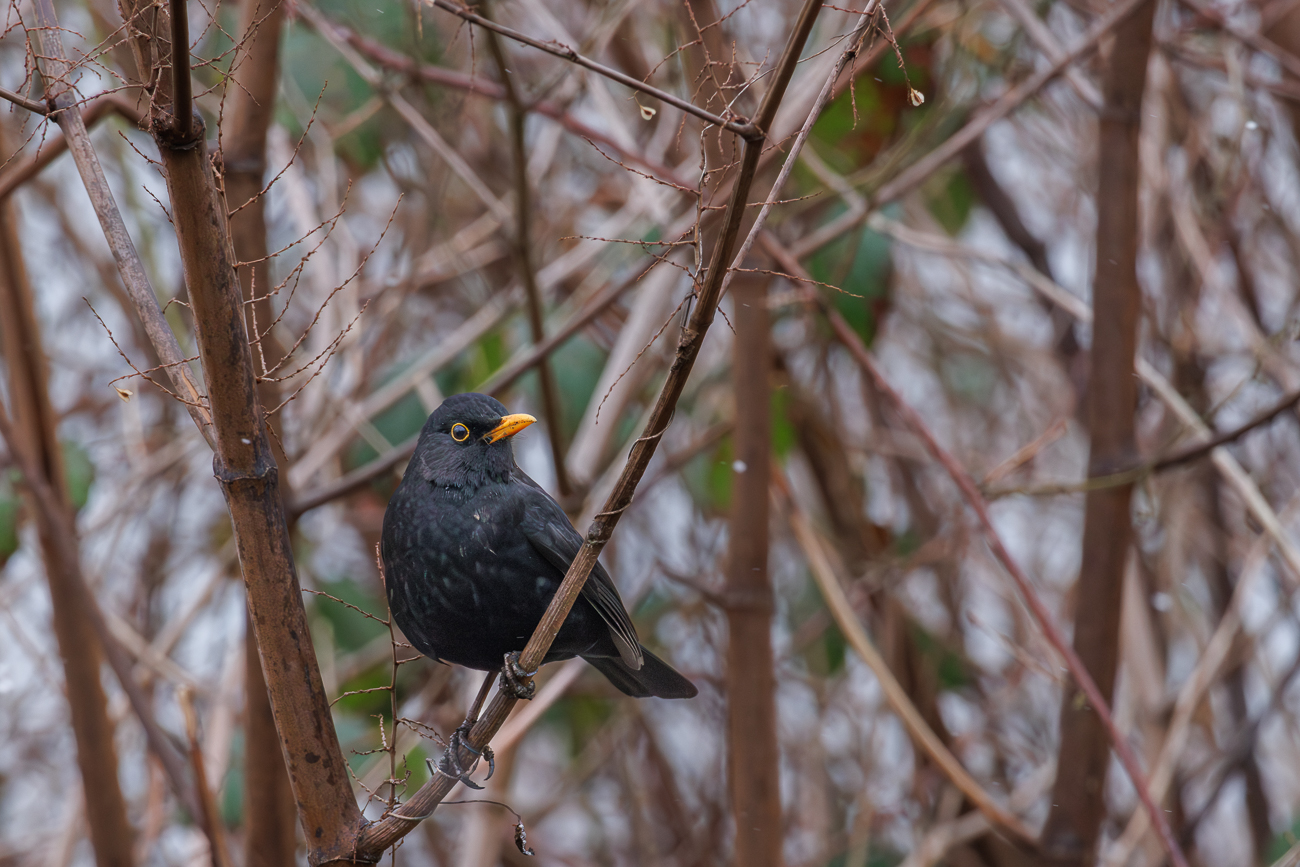 Amsel [Turdus merula]