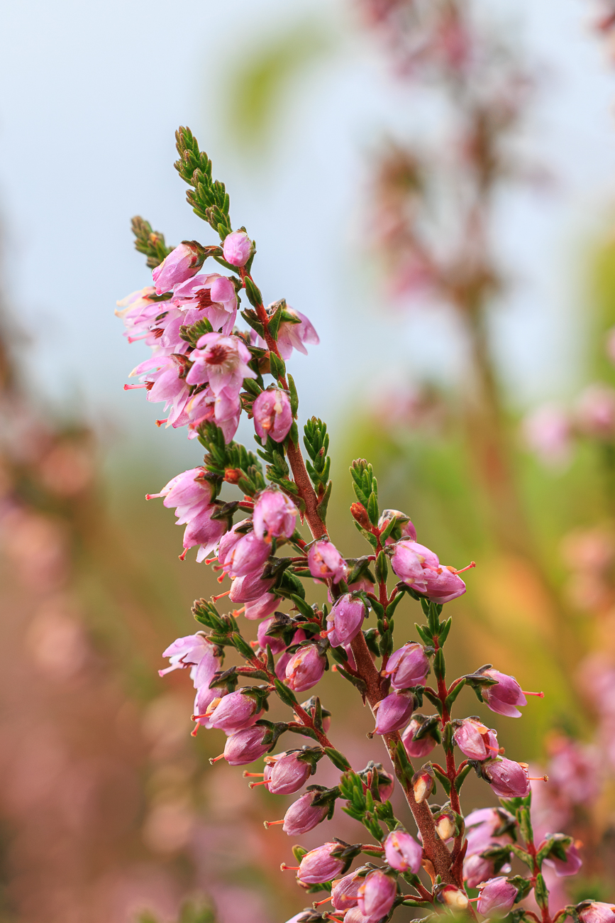 Heidekraut [Calluna vulgaris]