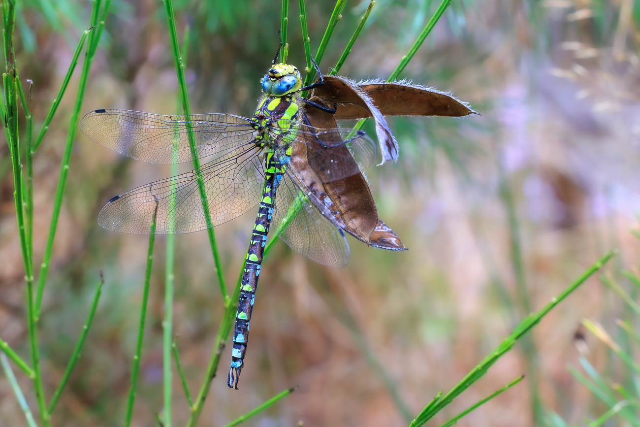 Blaugr&uuml;ne Mosaikjungfer [Aeshna cyanea]