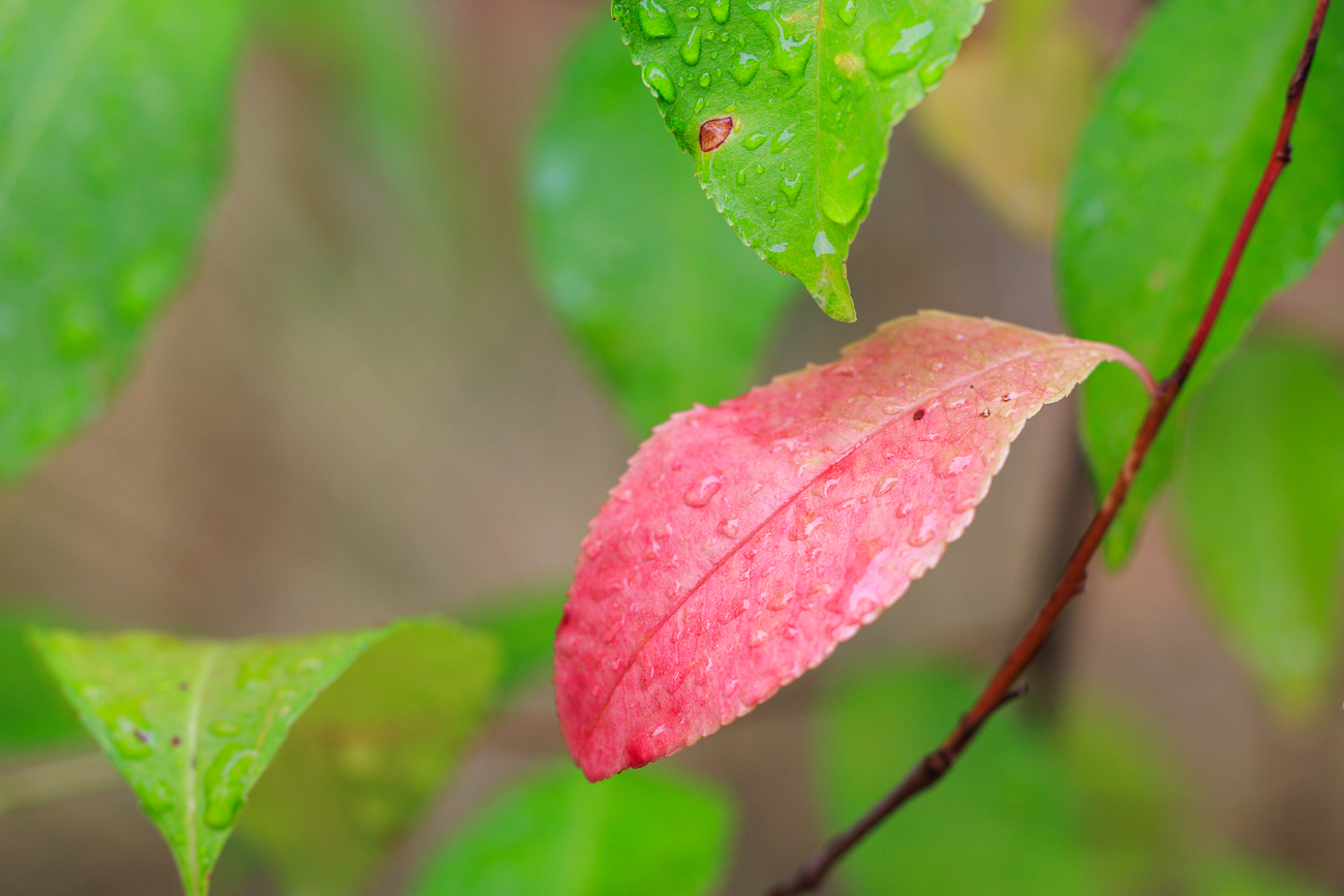 Evtl. Frasers Glanzmispel [Photinia fraseri]???