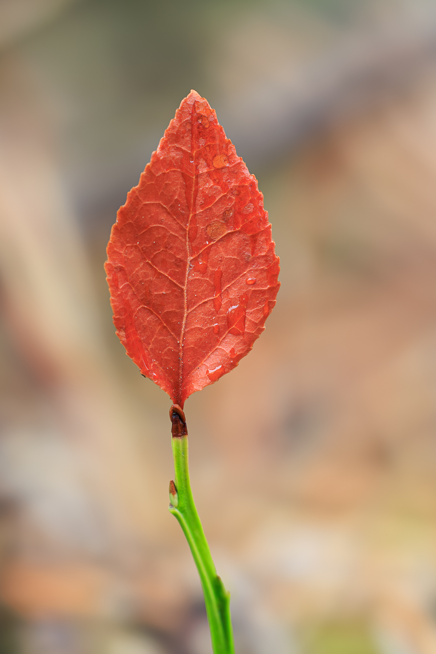 Heidelbeere [Vaccinium myrtillus]