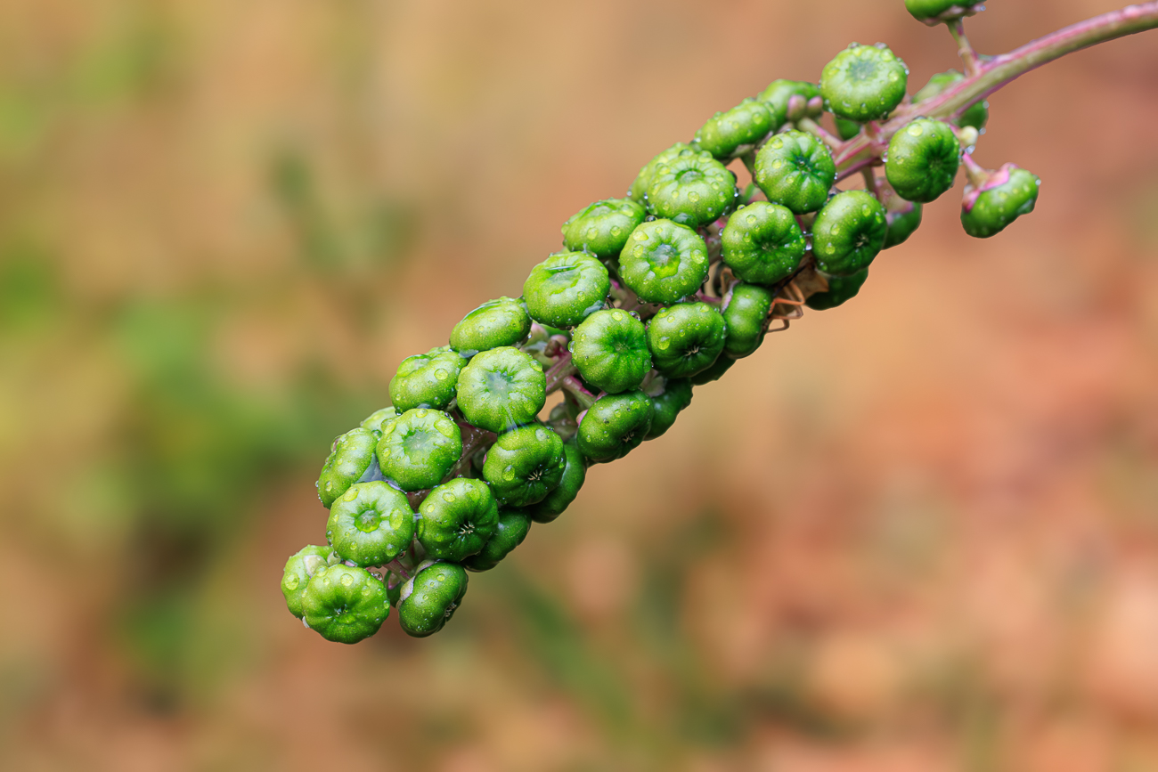 Amerikanische Kermesbeere [Phytolacca americana]