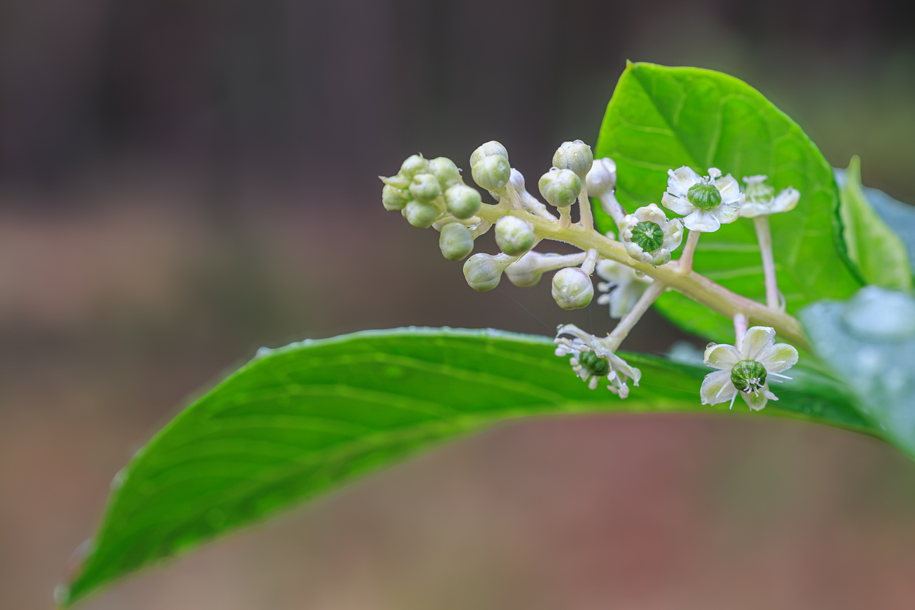 Amerikanische Kermesbeere [Phytolacca americana]