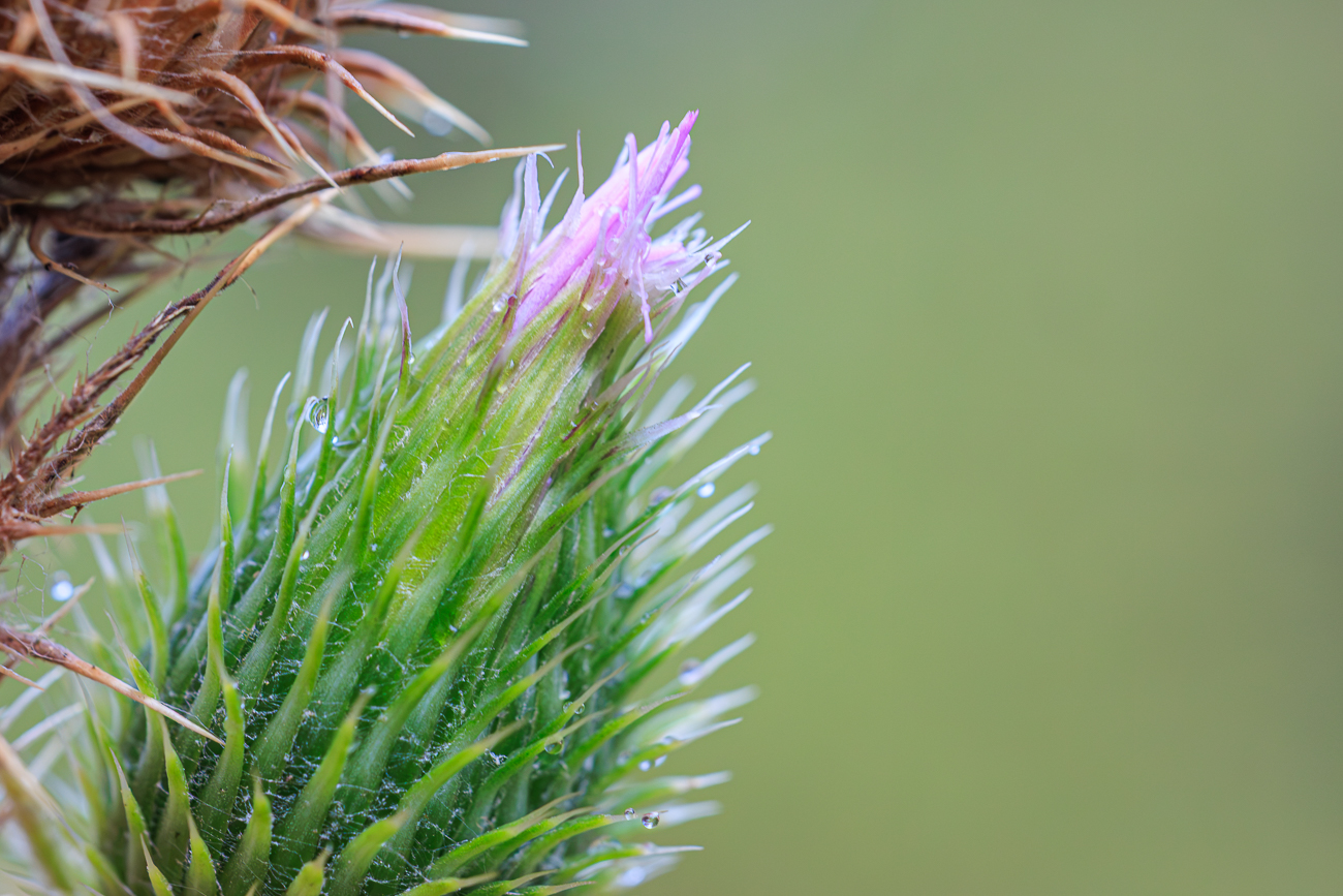 Gemeine Kratzdistel [Cirsium vulgare]