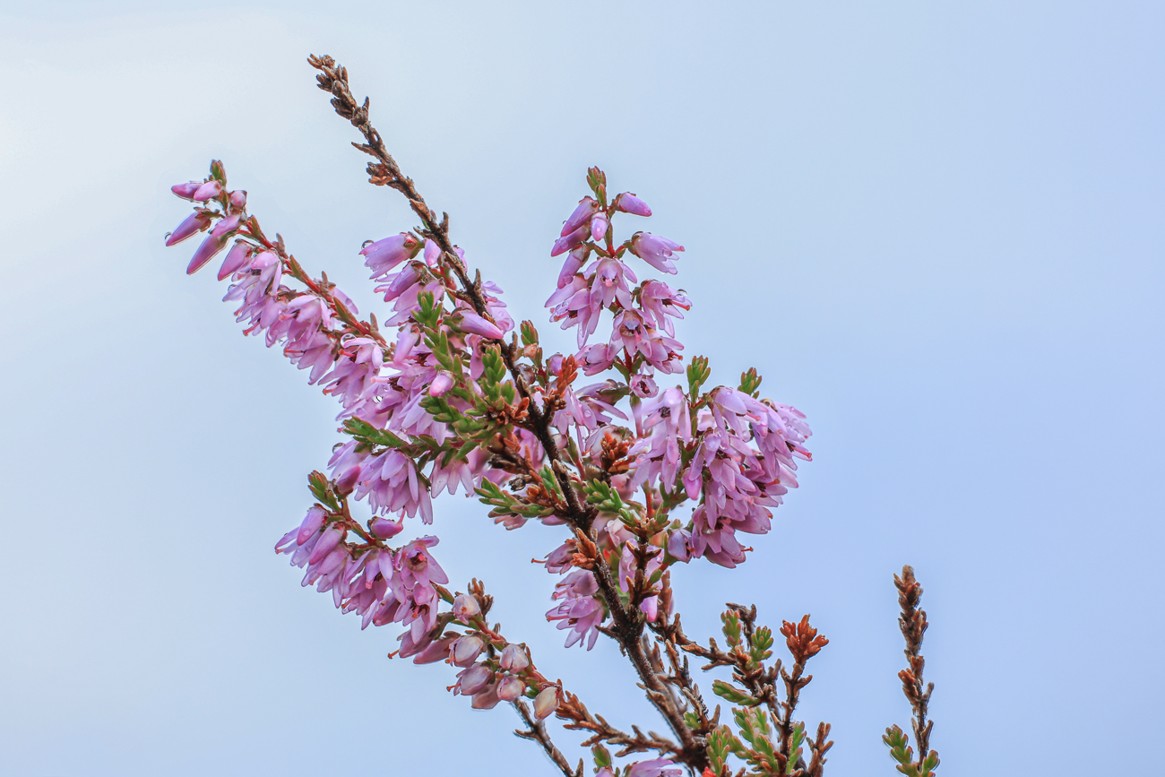 Heidekraut [Calluna vulgaris]