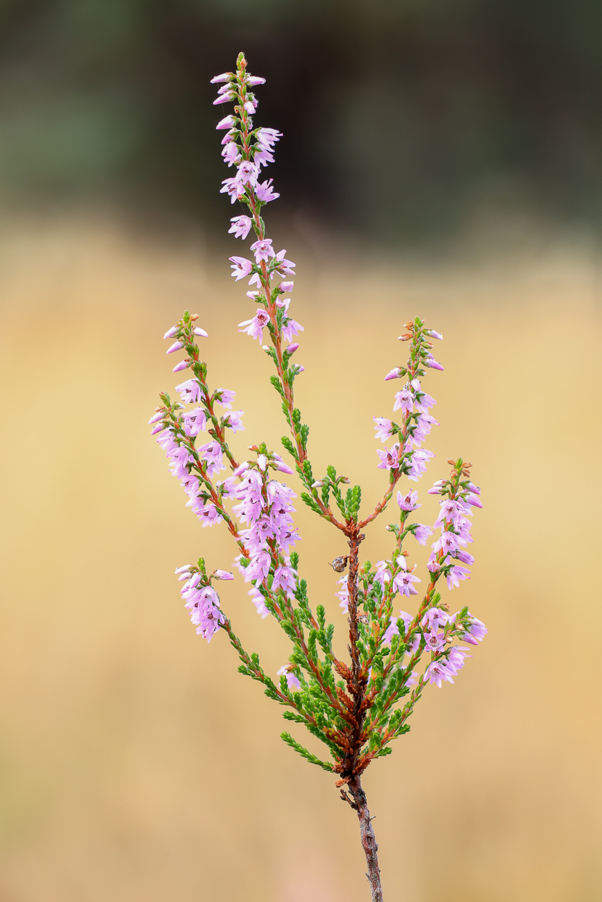 Heidekraut [Calluna vulgaris]