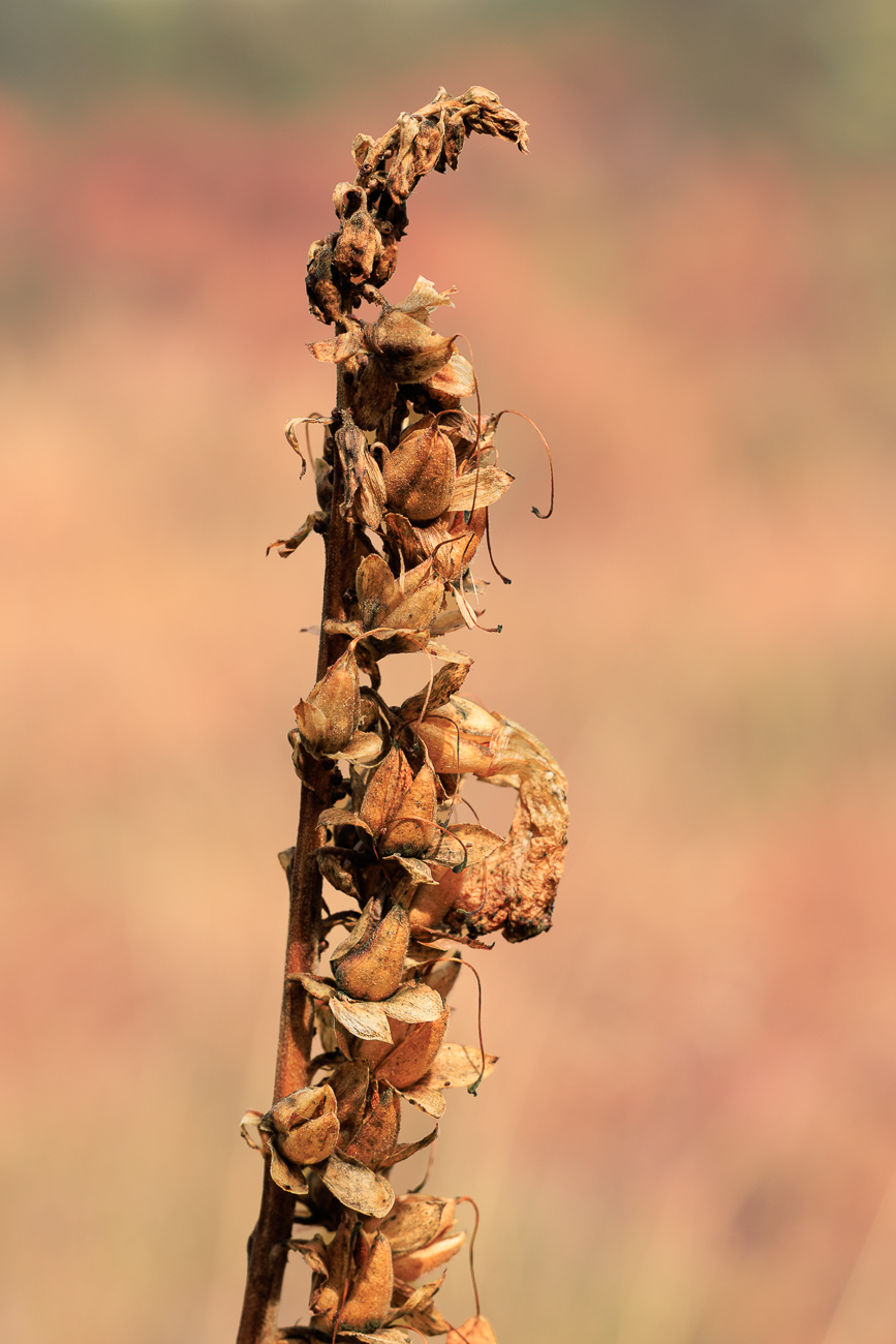 Rostfarbiger Fingerhut [Digitalis ferruginea]