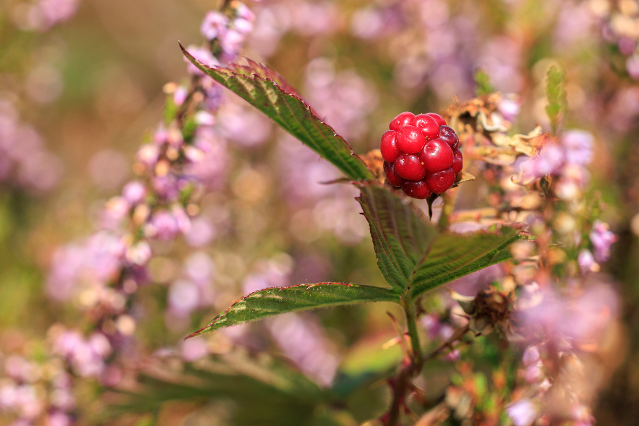 Sparrige Brombeere [Rubus divaricatus]