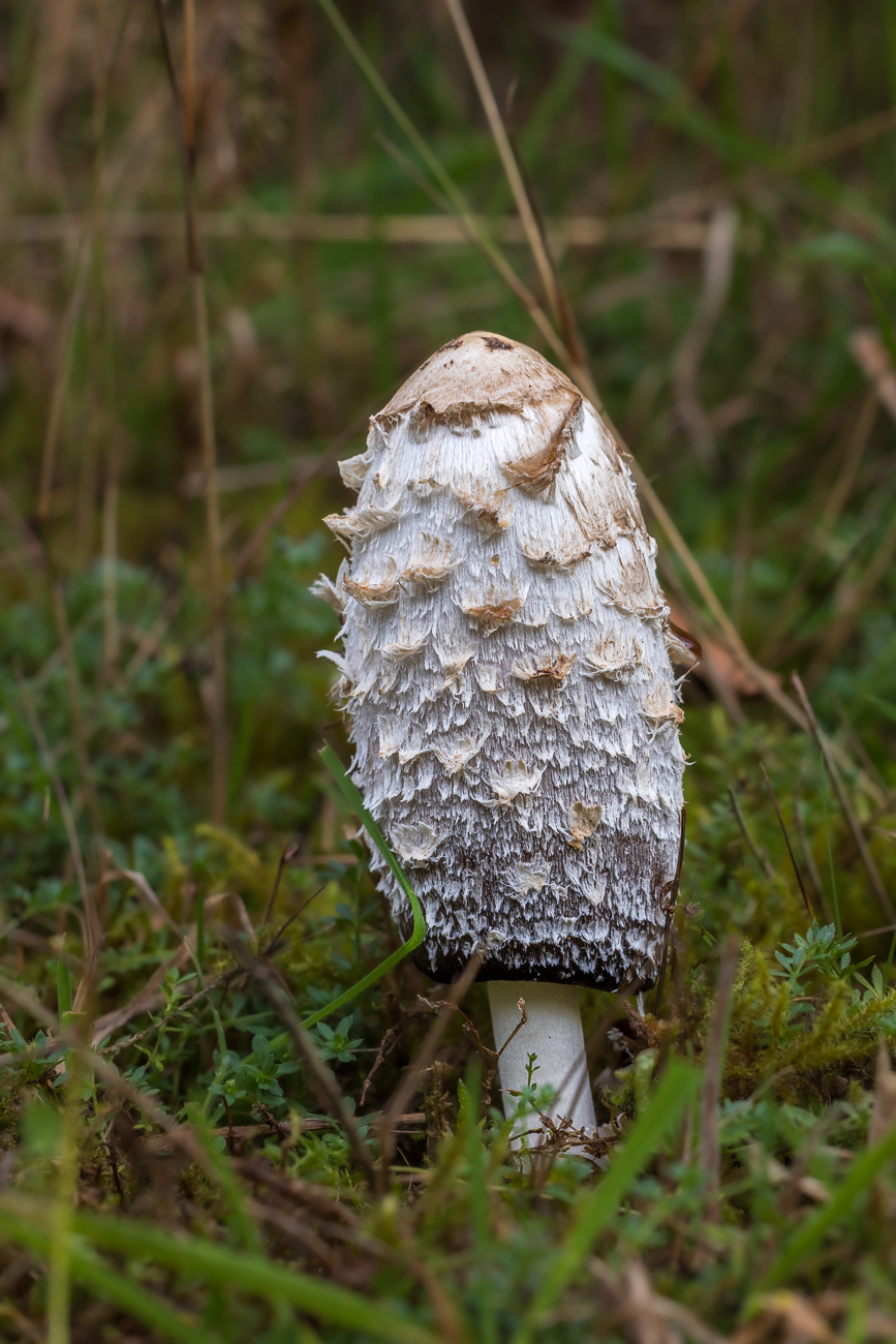 Schopf-Tintling [Coprinus comatus]