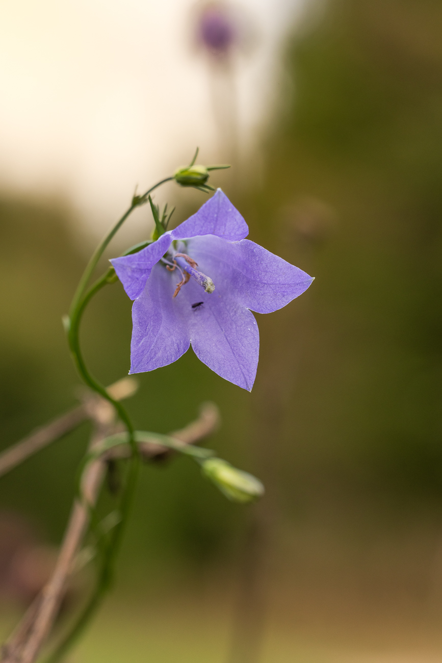 Rundbl&auml;ttrige Glockenblume [Campanula rotundifolia]