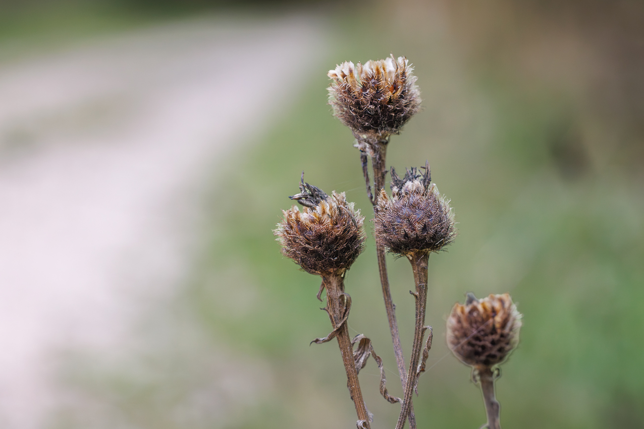 Schwarze Flockenblume [Centaurea nigra], verbl&uuml;ht