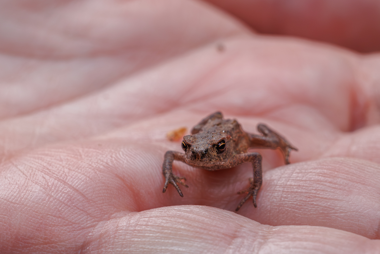 Junge Erdkr&ouml;te [Bufo bufo]