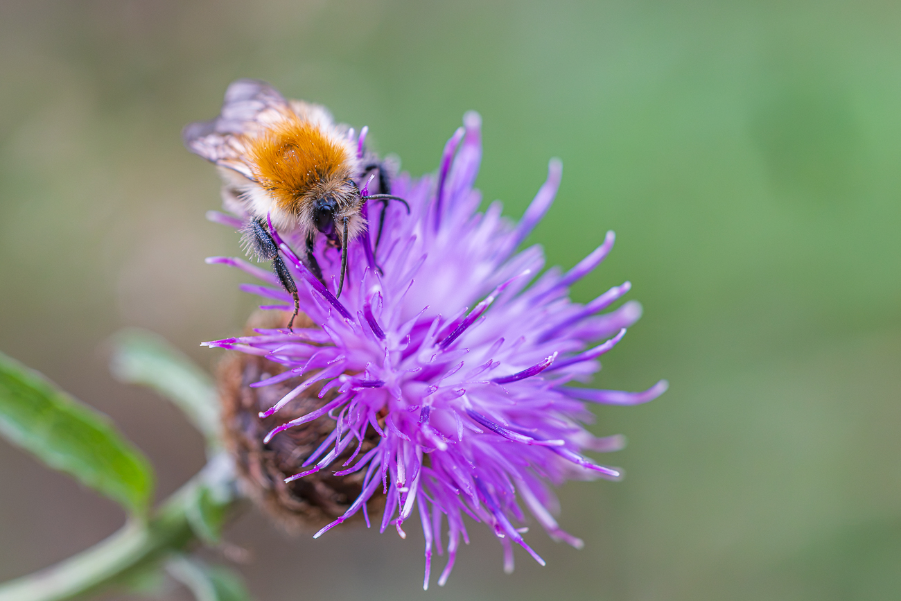 Ackerhummel auf Kleinfedriger Flockenblume [Centaurea decipiens]