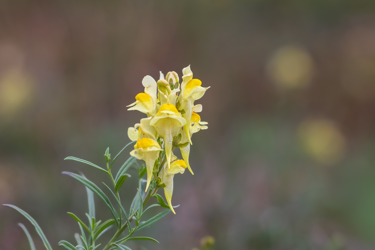 Gemeines Leinkraut [Linaria vulgaris]