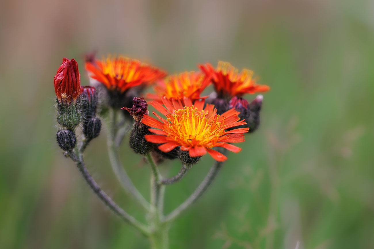 Orangerotes Habichtskraut [Pilosella aurantiaca]