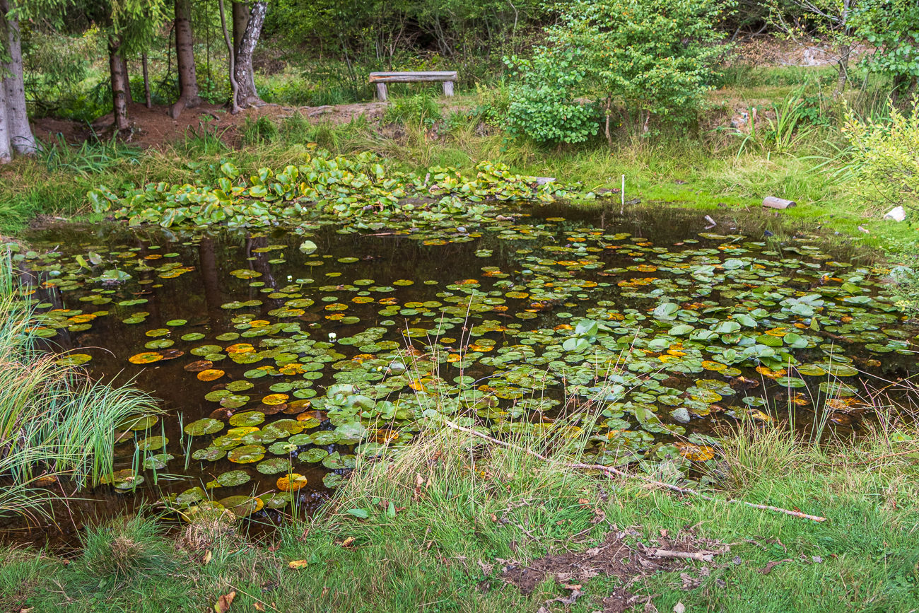 Kleiner Teich