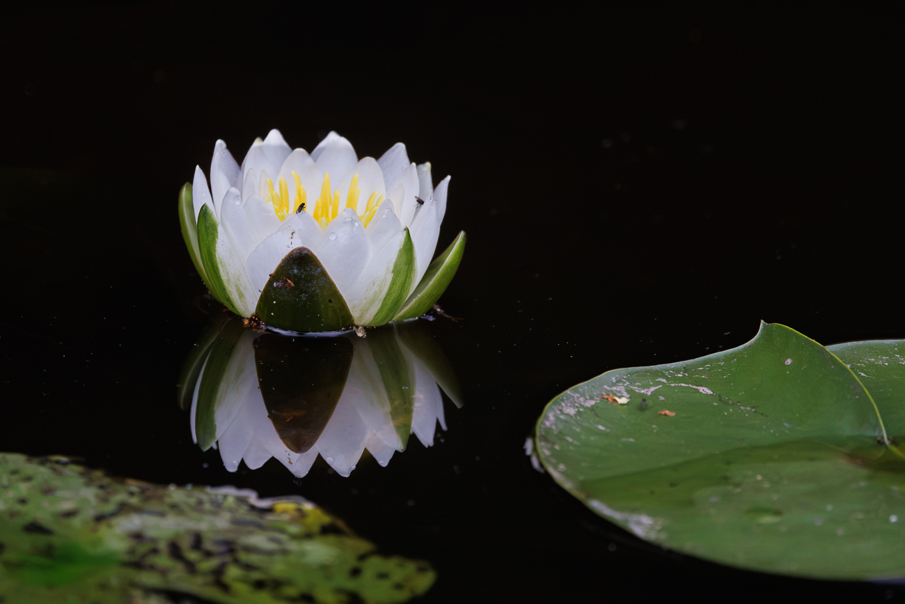 Wohlriechende Seerose [Nymphaea odorata]