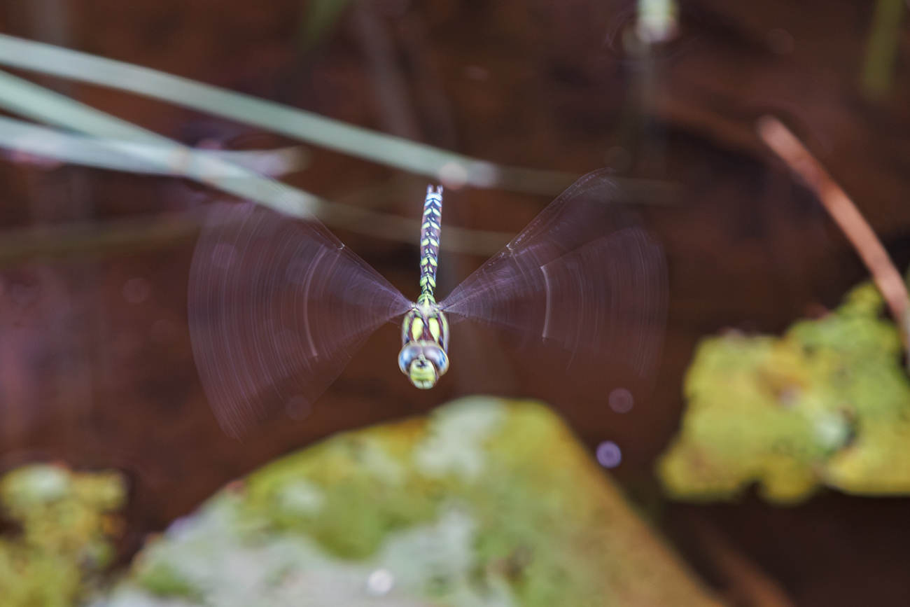Blaugr&uuml;ne Mosaikjungfer [Aeshna cyanea], leider unscharf