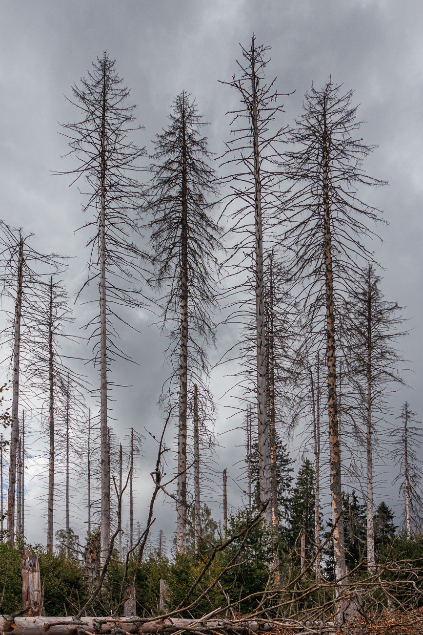 Gemeine Fichten [Picea abies], leider schon tot