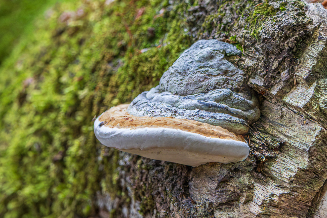 Zunderschwamm [Fomes fomentarius]