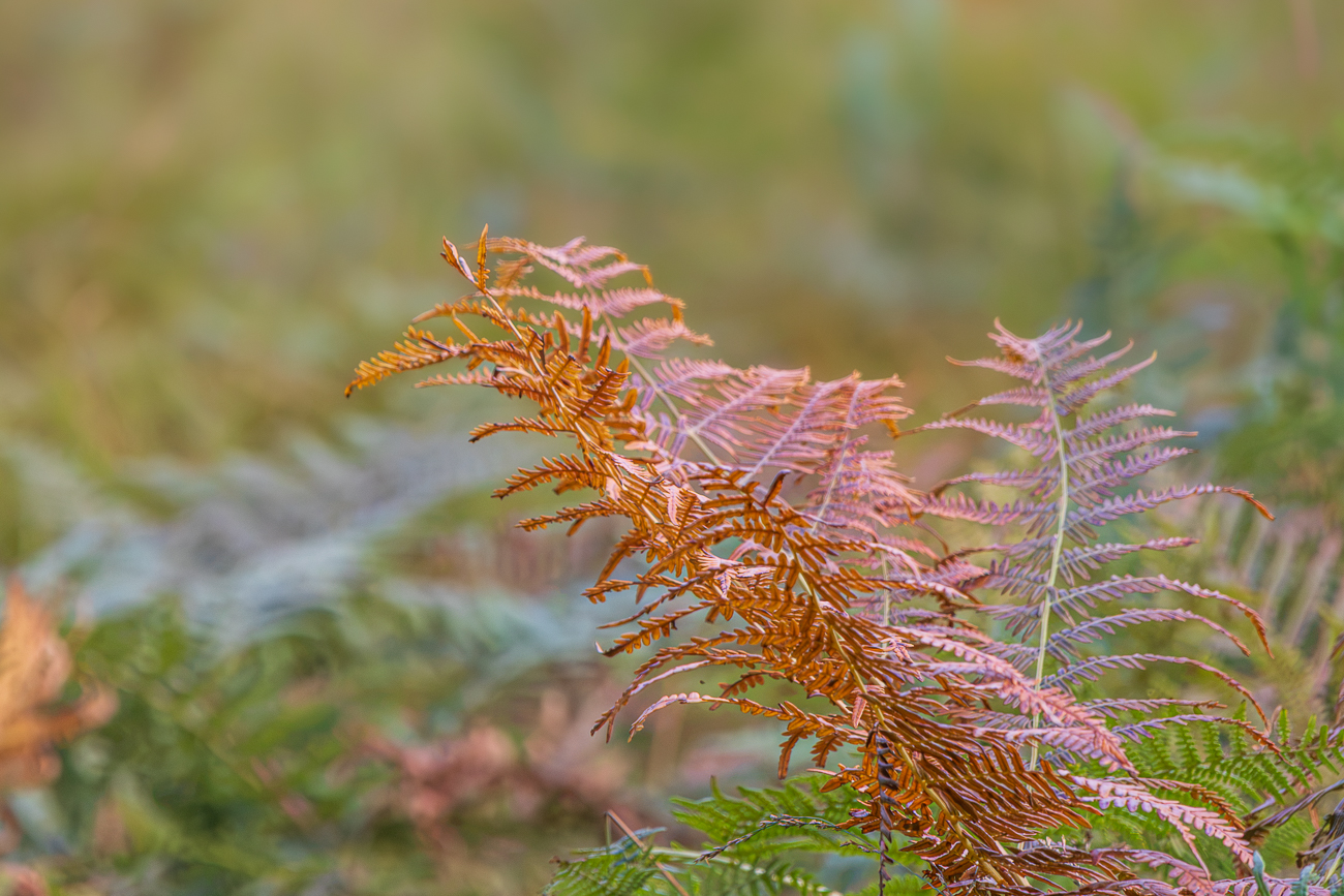 Adlerfarn [Pteridium aquilinum]