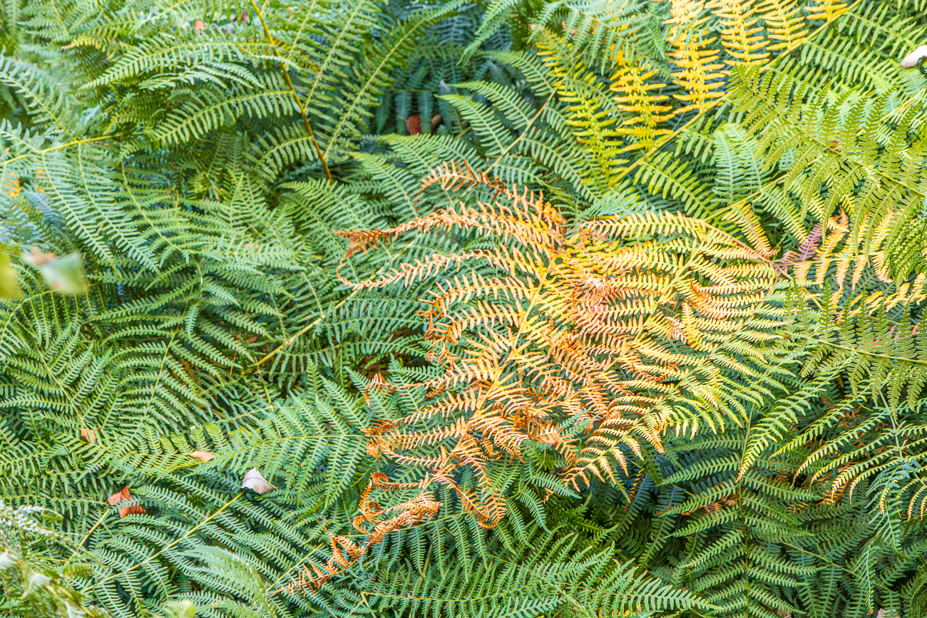 Adlerfarn [Pteridium aquilinum]