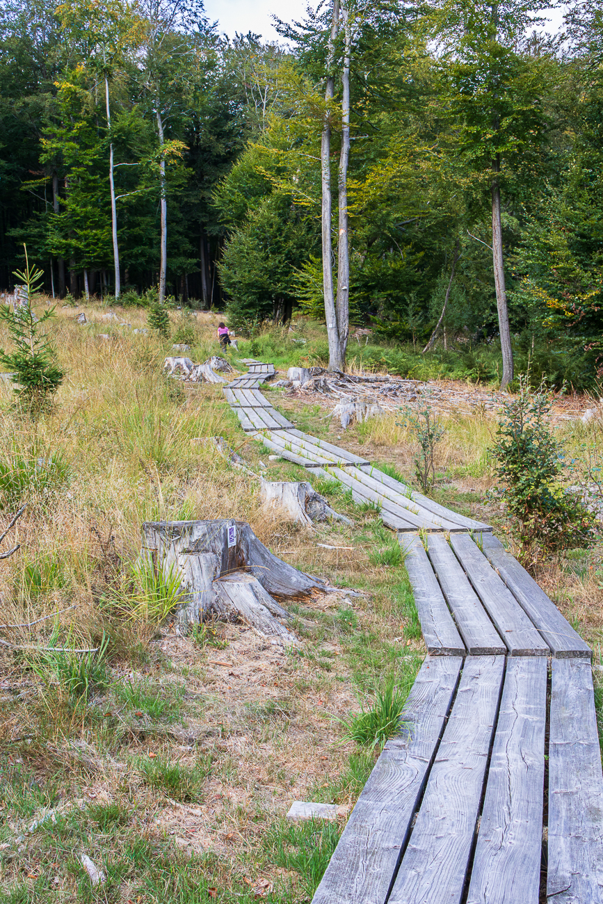 Holzweg bergauf