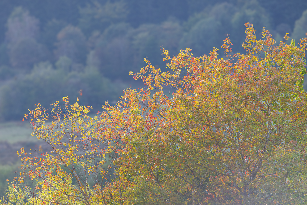 Herbstfarben