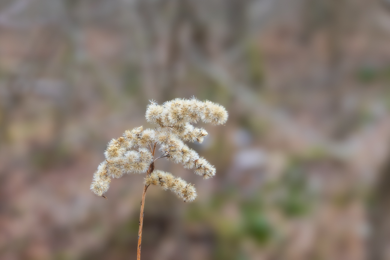 Gew&ouml;hnliche kanadische Goldrute [Solidago canadensis]