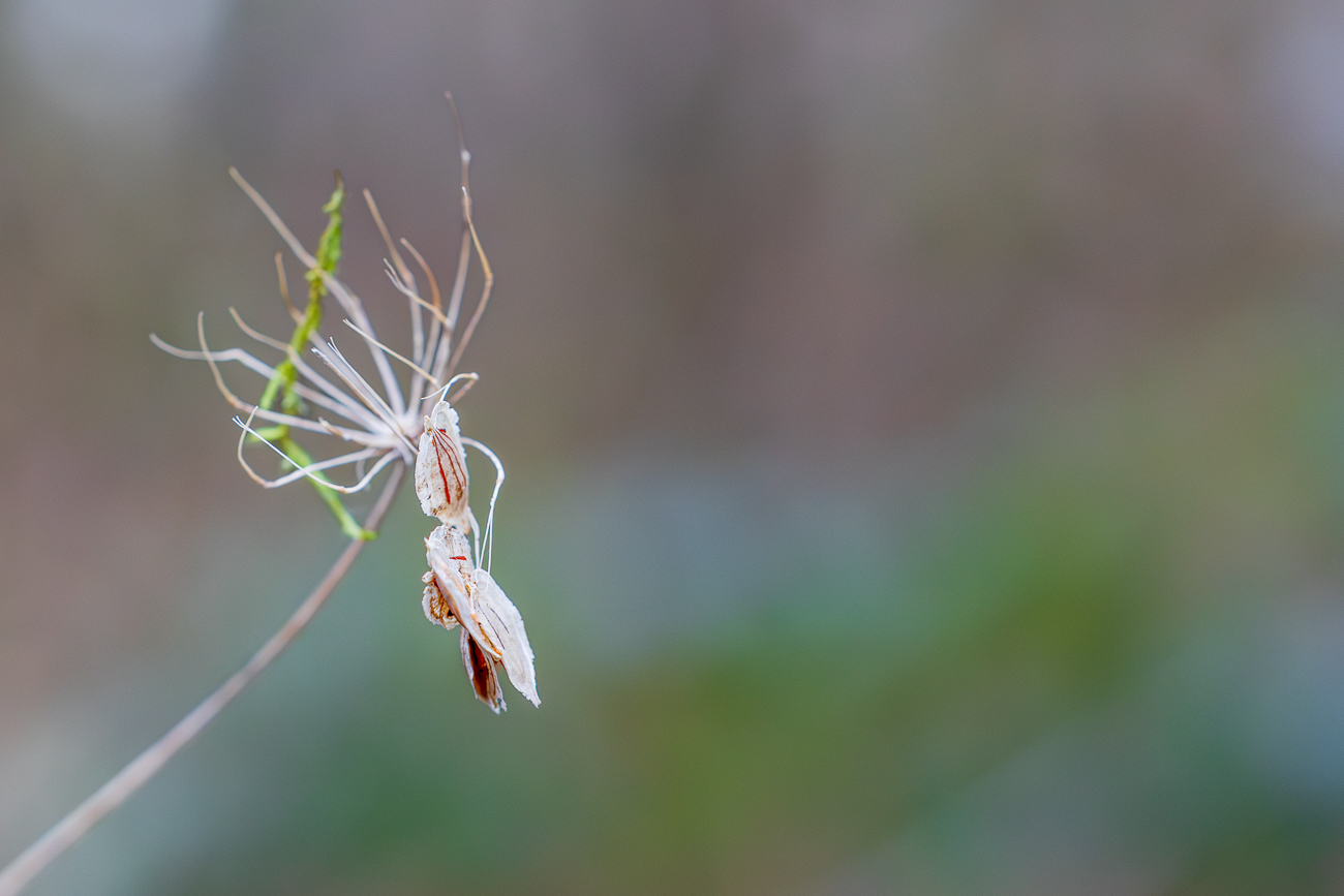 (Zerfetzter) Riesen-B&auml;renklau [Heracleum Sphondylium]